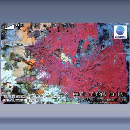 Sea Fan